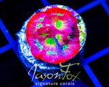 JF DAY GLO FAVIA