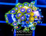 JF BIG BANG ZOA COMBO