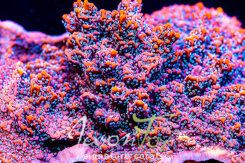 JASON FOX SILVER BULLET MONTIPORA – Jason Fox Signature Corals