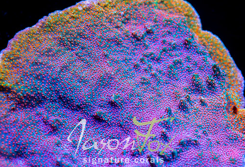 GB SEVEN HEAVENS MONTIPORA – Jason Fox Signature Corals
