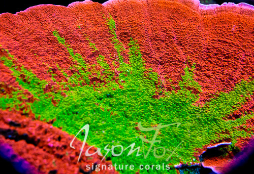 WWC GRAFTED MONTIPORA CAP