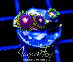 JF BIG BANG ZOA