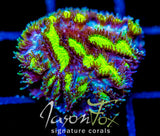 JF BLUEBERRY BLAST HYDNO