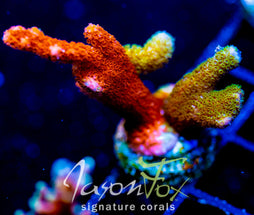 WWC CONTRABAND DIGI XL FRAG