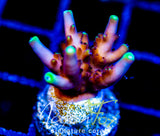 GB EL CANDLEABRA ACRO