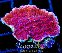 RRC RED ROSES  MONTI CAP COMBO