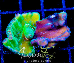 JF GRAFTED HERO TURBINARIA