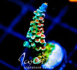 JF BLUEBERRY SMOOTHIE TENIUS