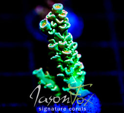 JF PINK PRISM TENIUS