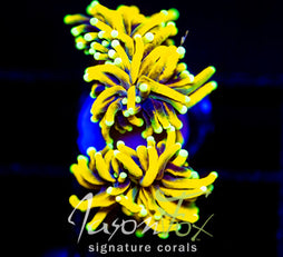 JF SWAZY CRAZY TORCH