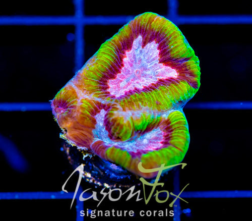 JF GROOVY GONIASTREA