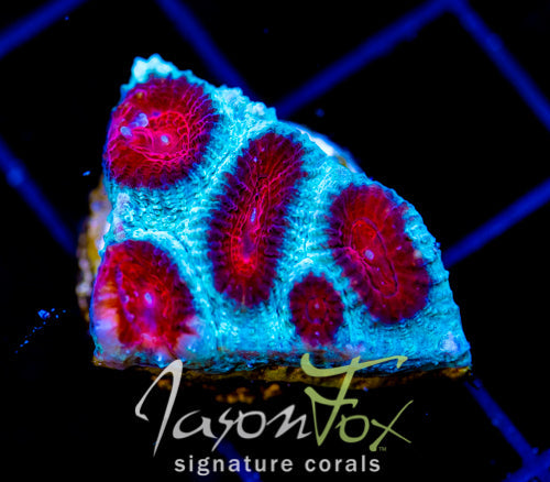 JF FIERY RED FAVIA