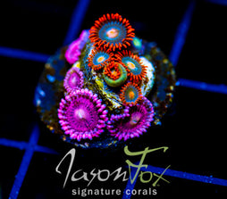 GATORAIDES ZOAS COMBO