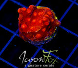 JF HOT HEAD CYPHASTREA