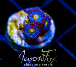 WWC AOI ZOAS