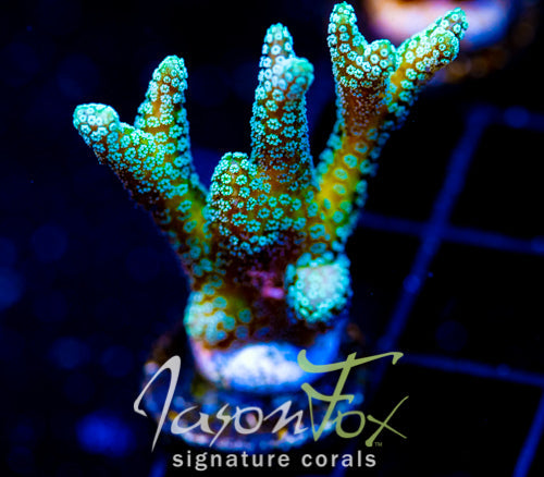 JF ENCHANTED FOREST BN