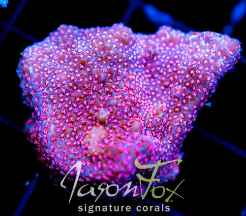 GB SEVEN HEAVENS MONTI