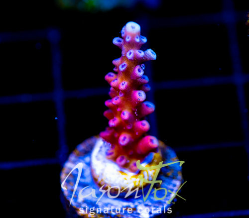 RRC PINK CADILLAC ACRO