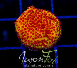 JF BURNIN  BANANA STYLO