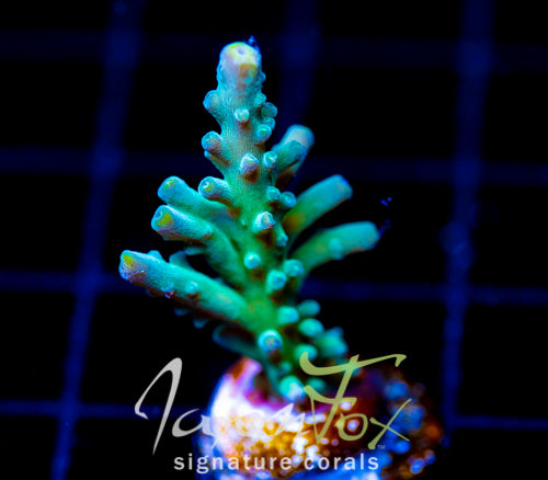 JF RADIANT STAG