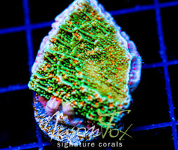 JF VOLCANIC ERUPTION MONTI