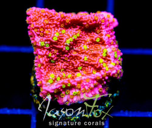 TYREE SETTING SUN MONTI