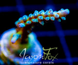 JF FRANKIES SKY HIGH STAG