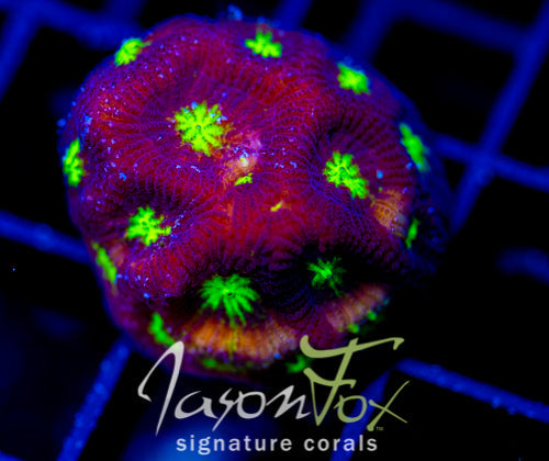 JF CONTRACT KILLER FAVIA