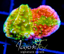 WWC GRAFTED MONTI CAP