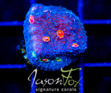 TYREE PUMPKIN PATCH CHALICE