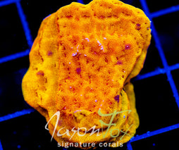 JF BLINDING ORANGE LEPTO XL FRAG