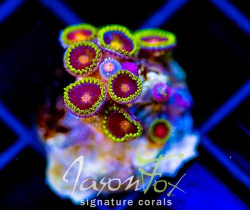 JF SPITFIRE ZOAS