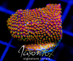 WWC LOONEY TUNES STYLO