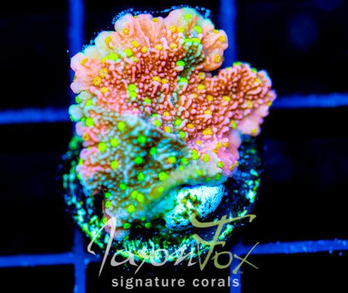 JF GRAFTED SUN MONTI