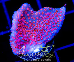 JF SEVEN HEAVENS MONTI