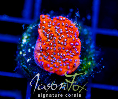 JF FRANKIES FRANKENBERRY MONTI