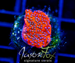 JF FRANKIES FRANKENBERRY MONTI