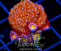 JF AQUAMAN MONTI COMBO