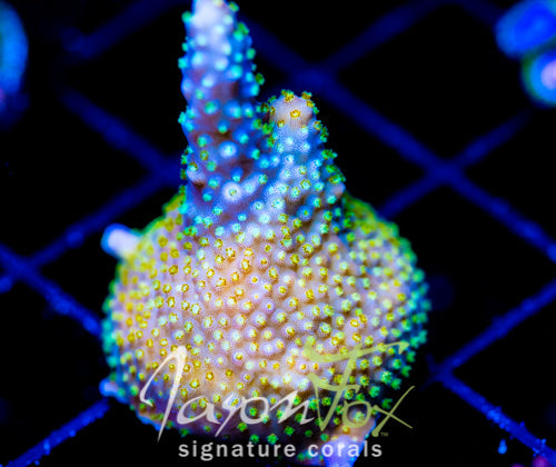 JF DAZZLING MONTAGE ACRO