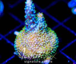 JF DAZZLING MONTAGE ACRO