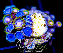 JF DEEP BLUE PALYS COMBO