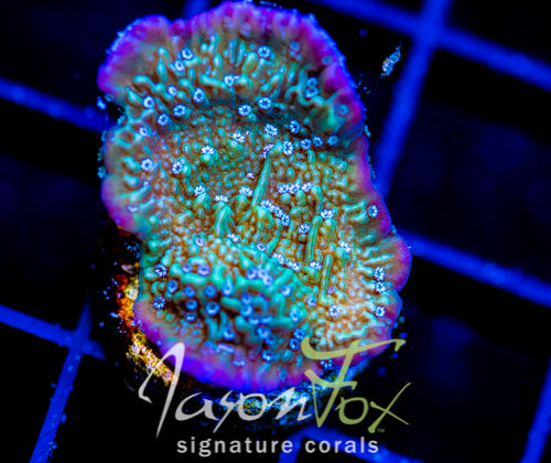 LENG SY PURPLE RIM MONTI