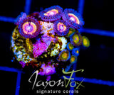 JF SONIC FLARE COMBO