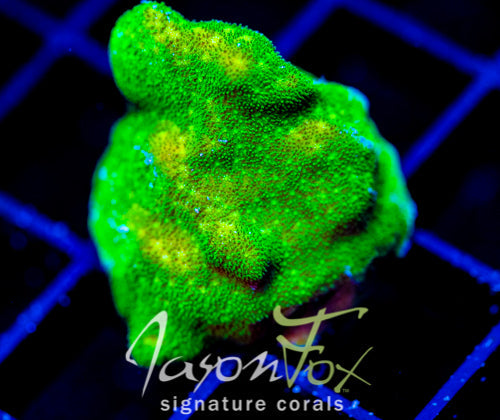 JF GREEN BRANCHING PSAMMACORA