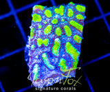 JF BLUEBERRY BLAST HYDNO