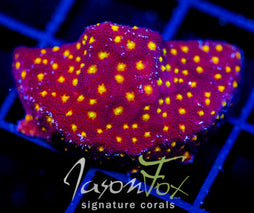 JF OUTER SPACE PSAMMACORA