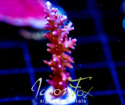 JF PURPLE DRAGON ACRO