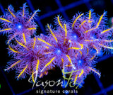 JF TANGERINE TWISTERS CLOVES