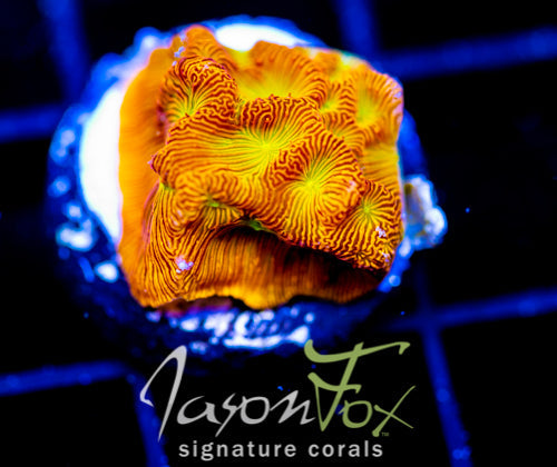 JF JACK O LANTERN LEPTO