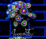 JF ASS MONKEYS ZOAS